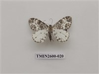 藏品(尺蛾114)的圖片